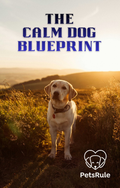 The Calm Dog Blueprint