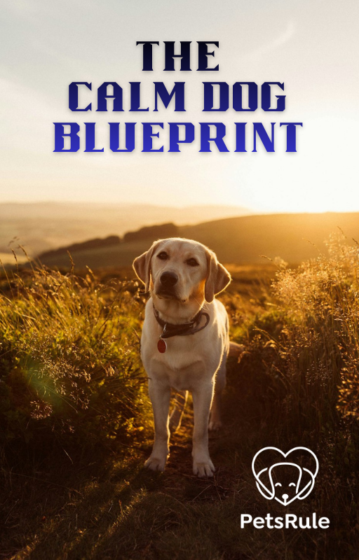 The Calm Dog Blueprint
